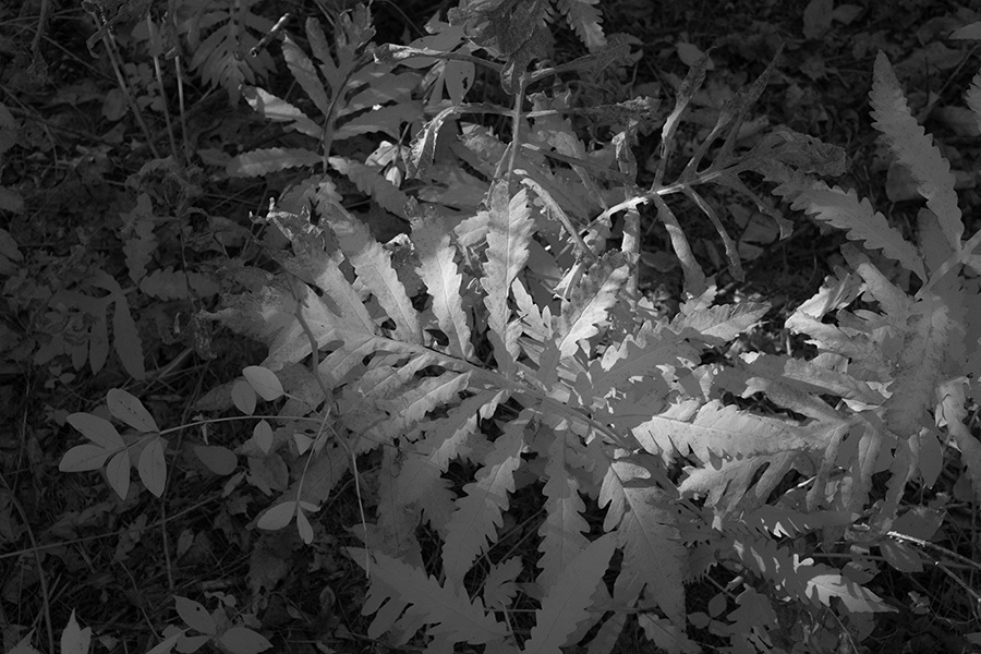 Infrared Photo of Sunlit Plant on the Understory.